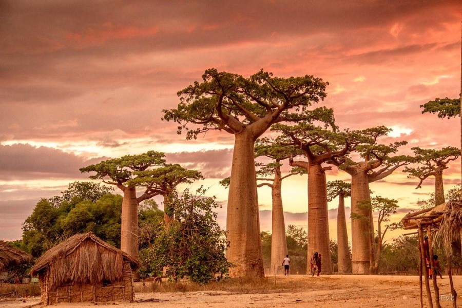 مدغشقر.. فردوس أفريقيا الأحمر
