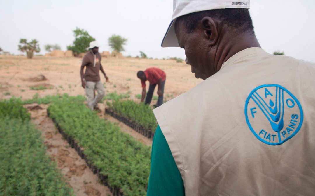 لماذا تفشل الحكومات الأفريقية في الوفاء بالتزاماتها الأممية زراعيًا؟