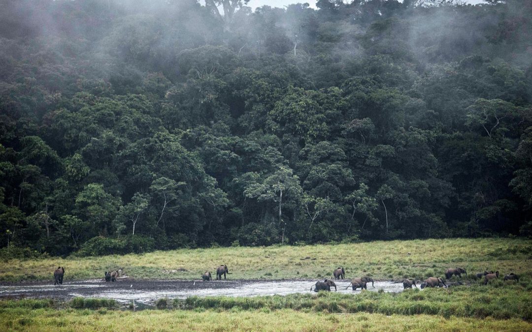 عبر الغابات المطيرة.. الجابون تقود «طريق أفريقيا الأخضر»