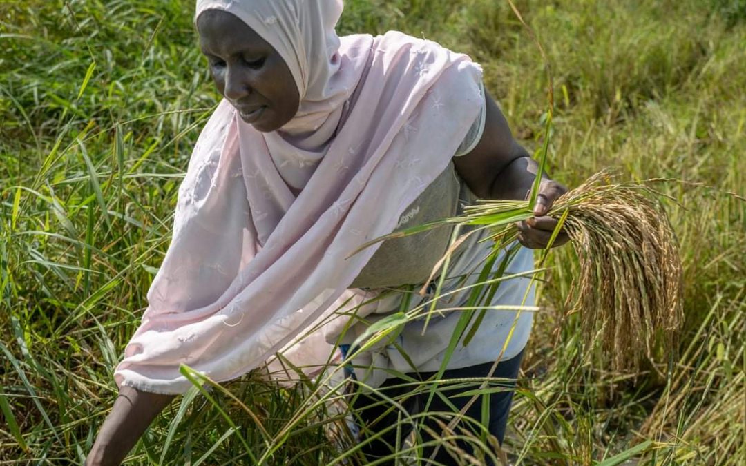 في جامبيا.. تغير المناخ يهدد زراعة الأرز بالانقراض