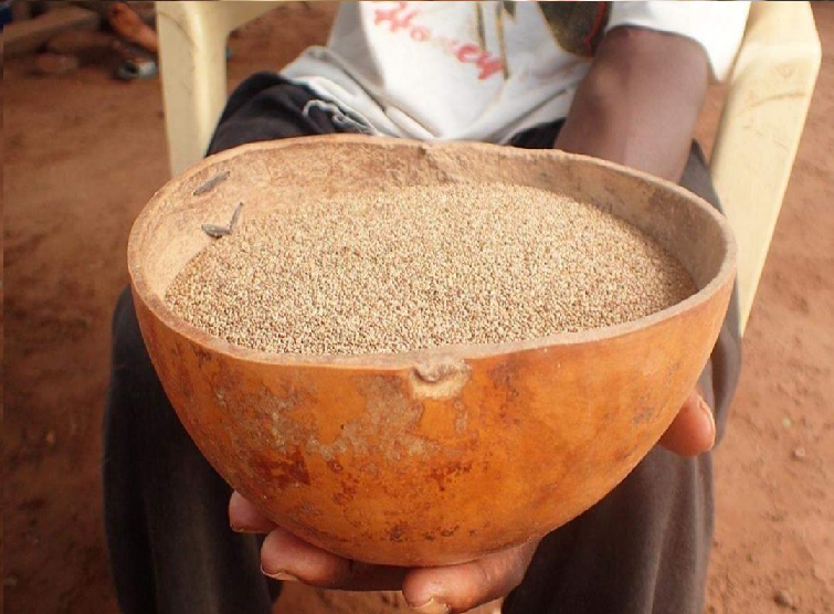 الفونيو.. حبوب قديمة تواجه الجوع في أفريقيا