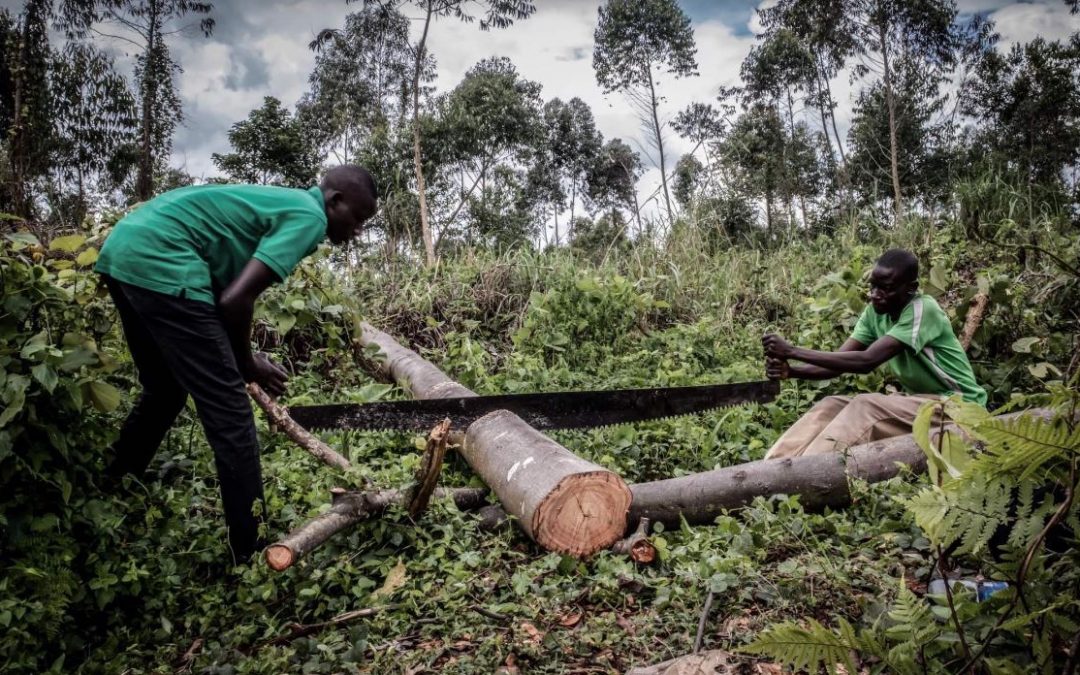 الرئة الخضراء في خطر.. الكونغو الديمقراطية تحارب لوقف تجارة الفحم