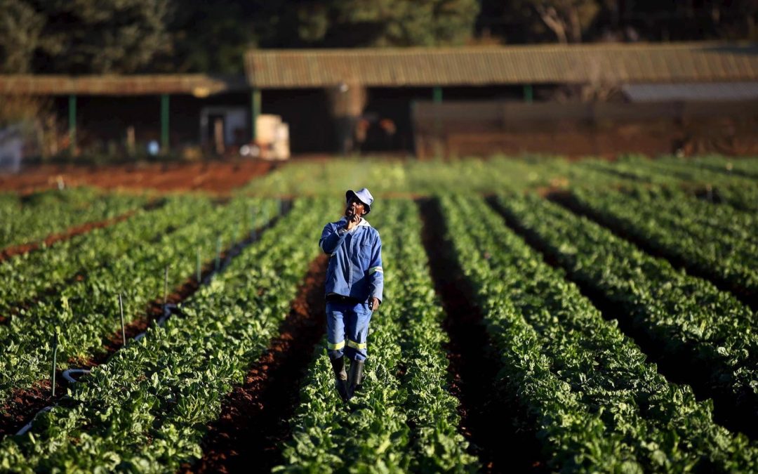 الابتكار الزراعي.. مسار منطقة التجارة الحرة القارية الأفريقية “المستدام”